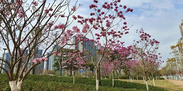 轻轨公园惊艳亮相    人妻
首座绿美生态共享公园开园