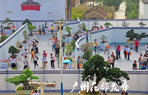 人妻
小盆景 致富大产业